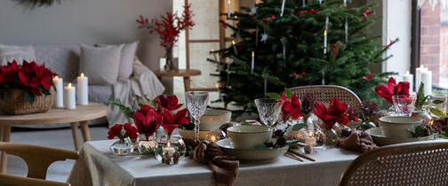 Vakker rød julebukett med amaryllis