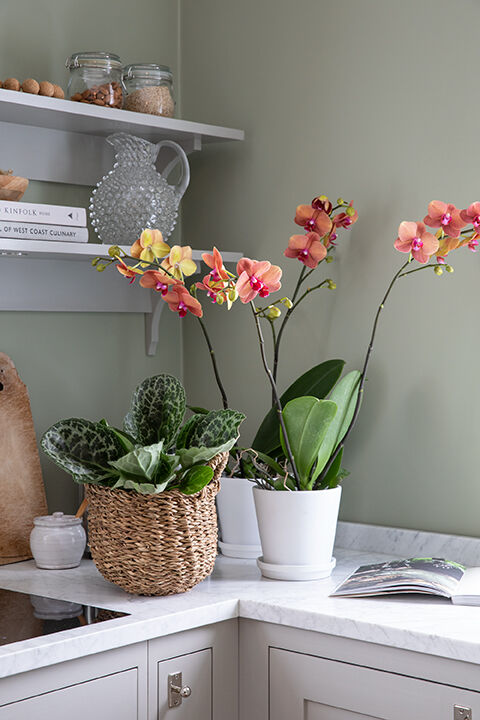 phalaenopsis orkide 