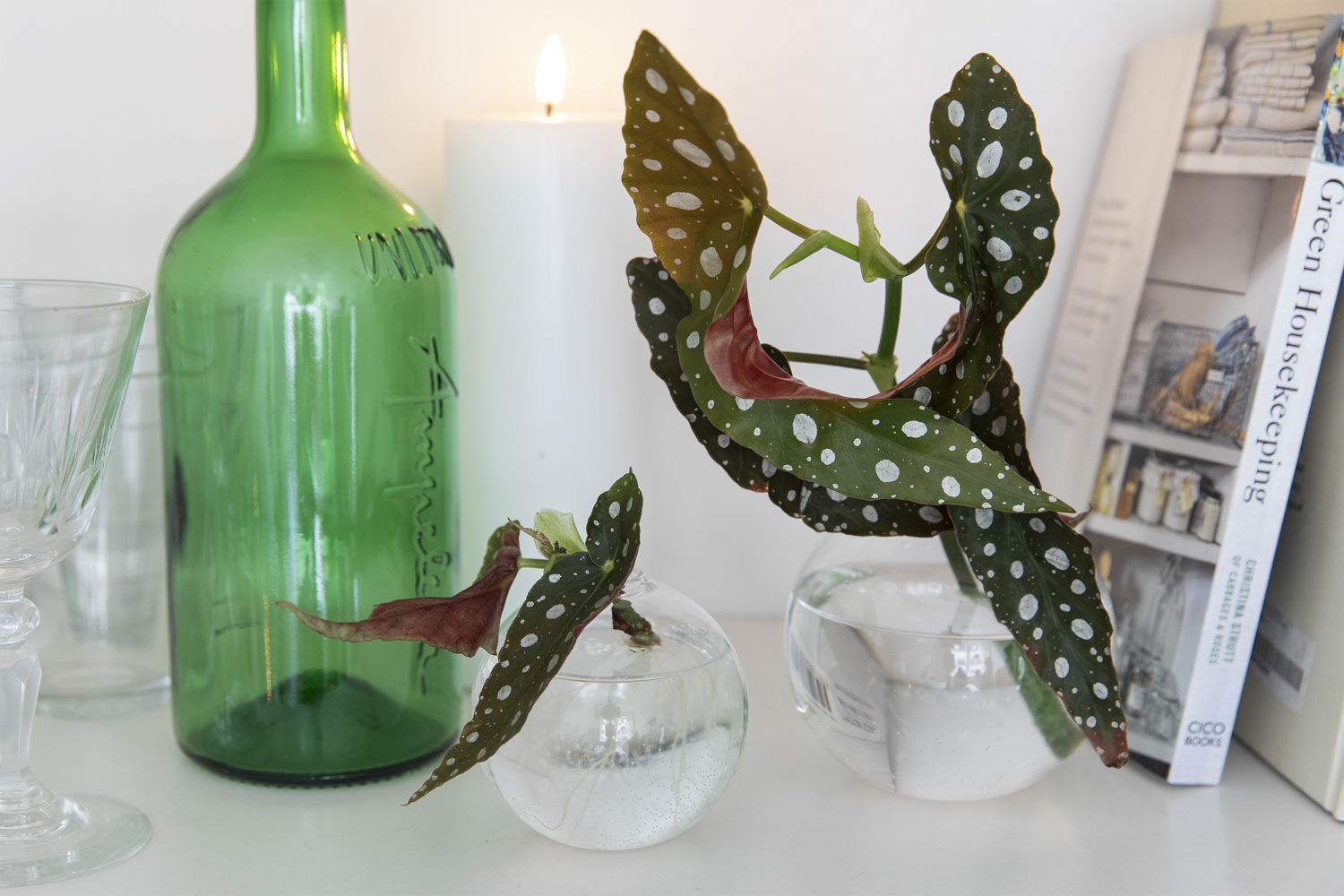 Grønne planter på hybel Grønne planter på hybel