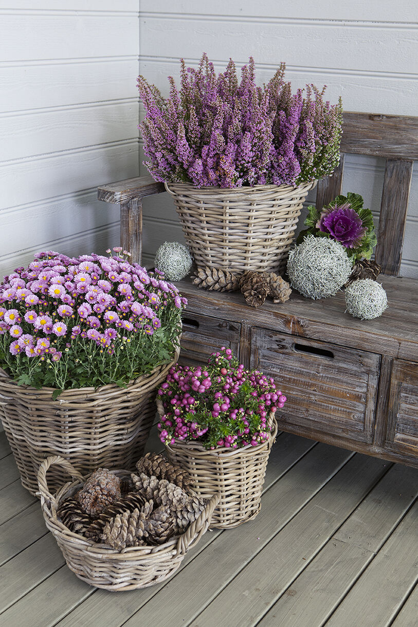 calluna lyng_frilandskrysantemum og pernettia_høst calluna lyng_frilandskrysantemum og pernettia_høst