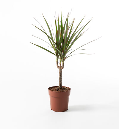 Dracaena Marginata Vanning () Dracaena Marginata Vanning
