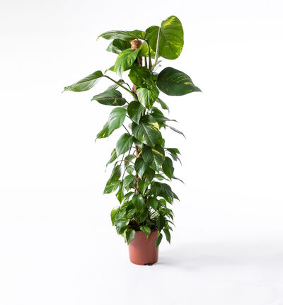 Bestille Planter Pa Nett () Bestille Planter Pa Nett
