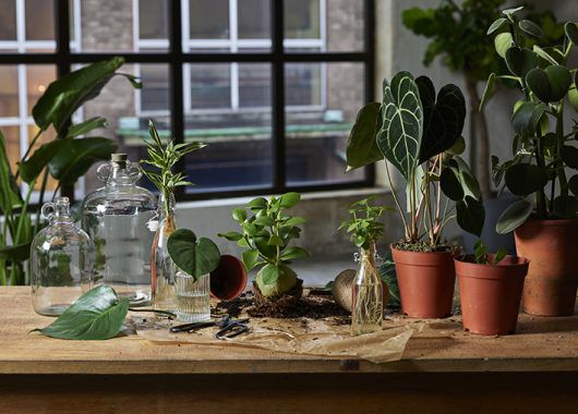 Gr&oslash;nne planter i potter