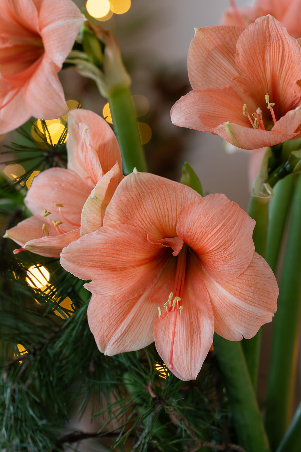 Amaryllis ferksen