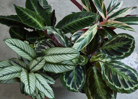 calathea_gr&oslash;nne planter