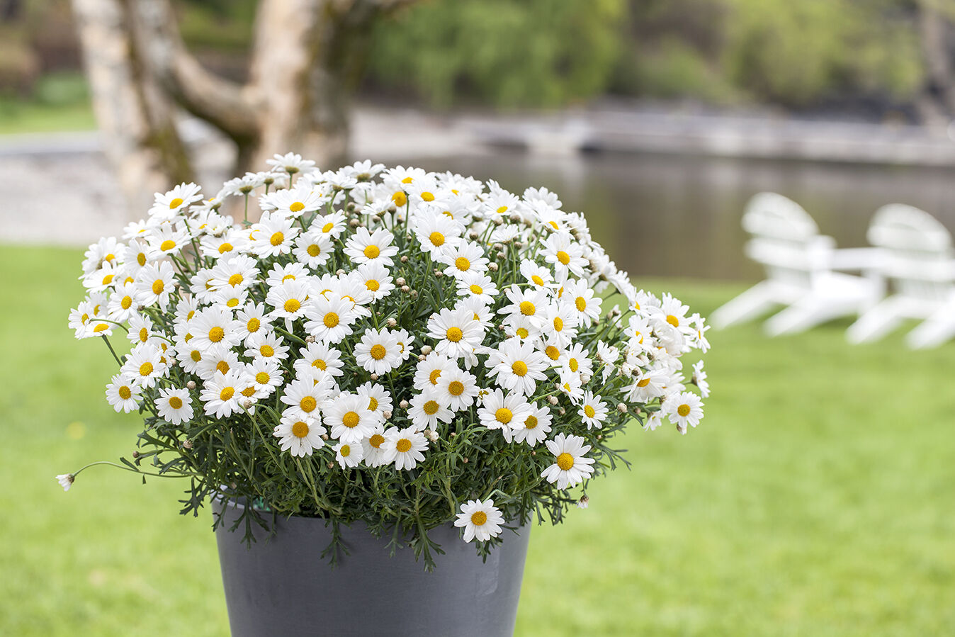 Margeritt i gr&aring; Ecopot
