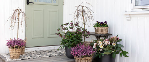 Tid for &aring; plante v&aring;rblomster ute