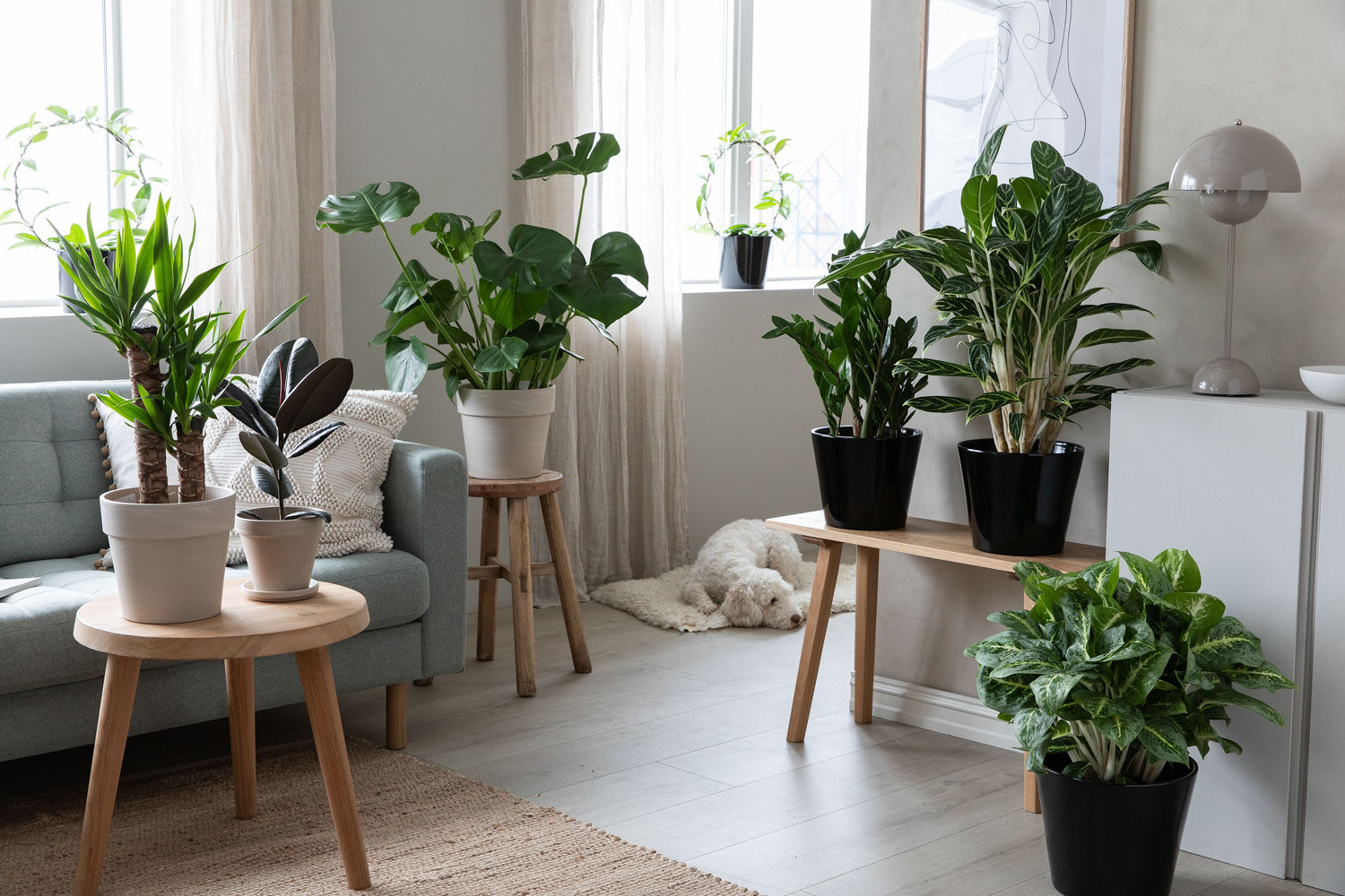 gr&oslash;nne planter i milj&oslash; monstera zamioculcas
