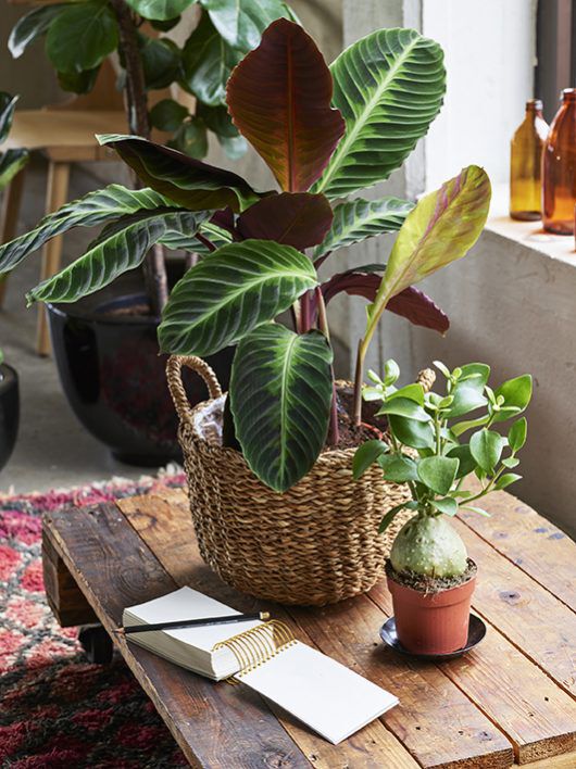 calathea hydnophytum_gr&oslash;nne planter