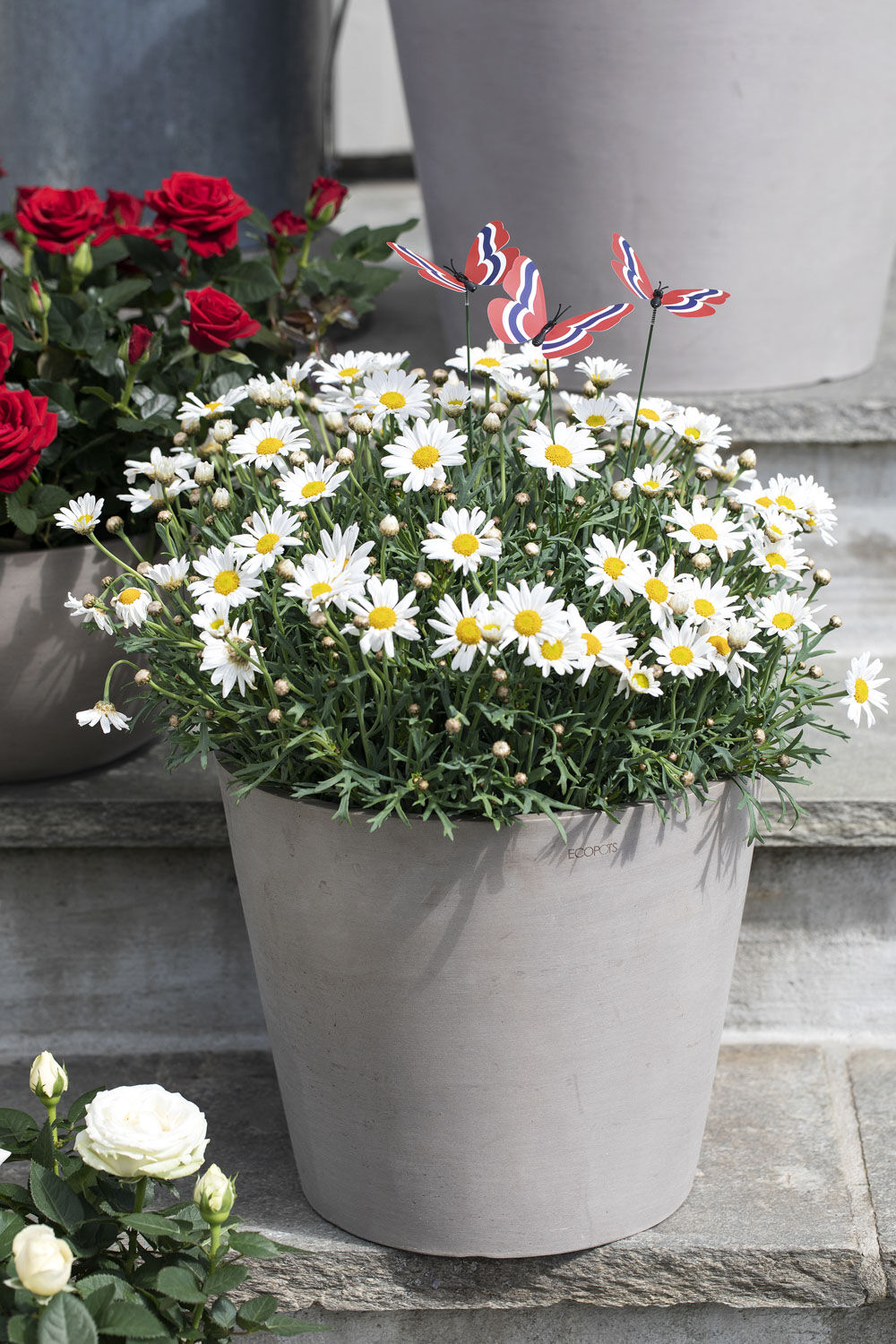 Sommerfugler i margeritt
