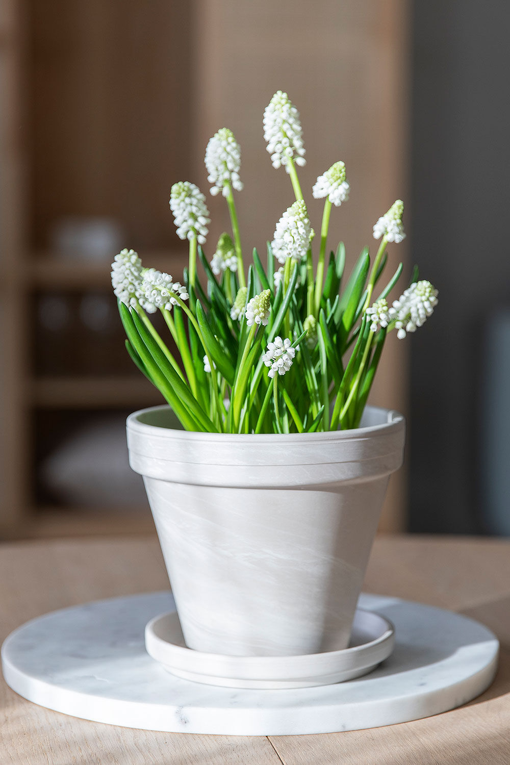 Hvite muscari