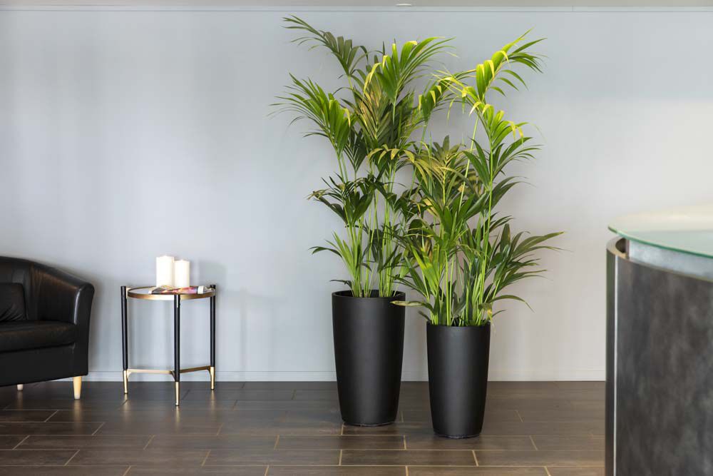 Gr&oslash;nne planter p&aring; kontoret