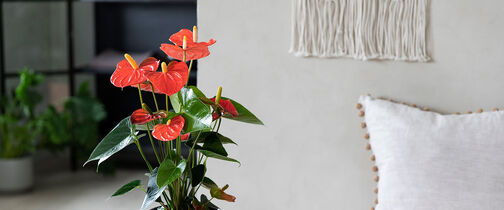 Anthurium &ndash; slik f&aring;r du den til &aring; blomstre mye