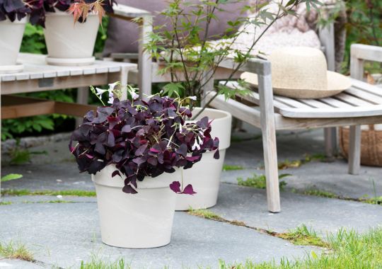 Oxalis