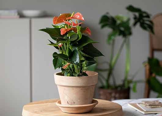 Anthurium