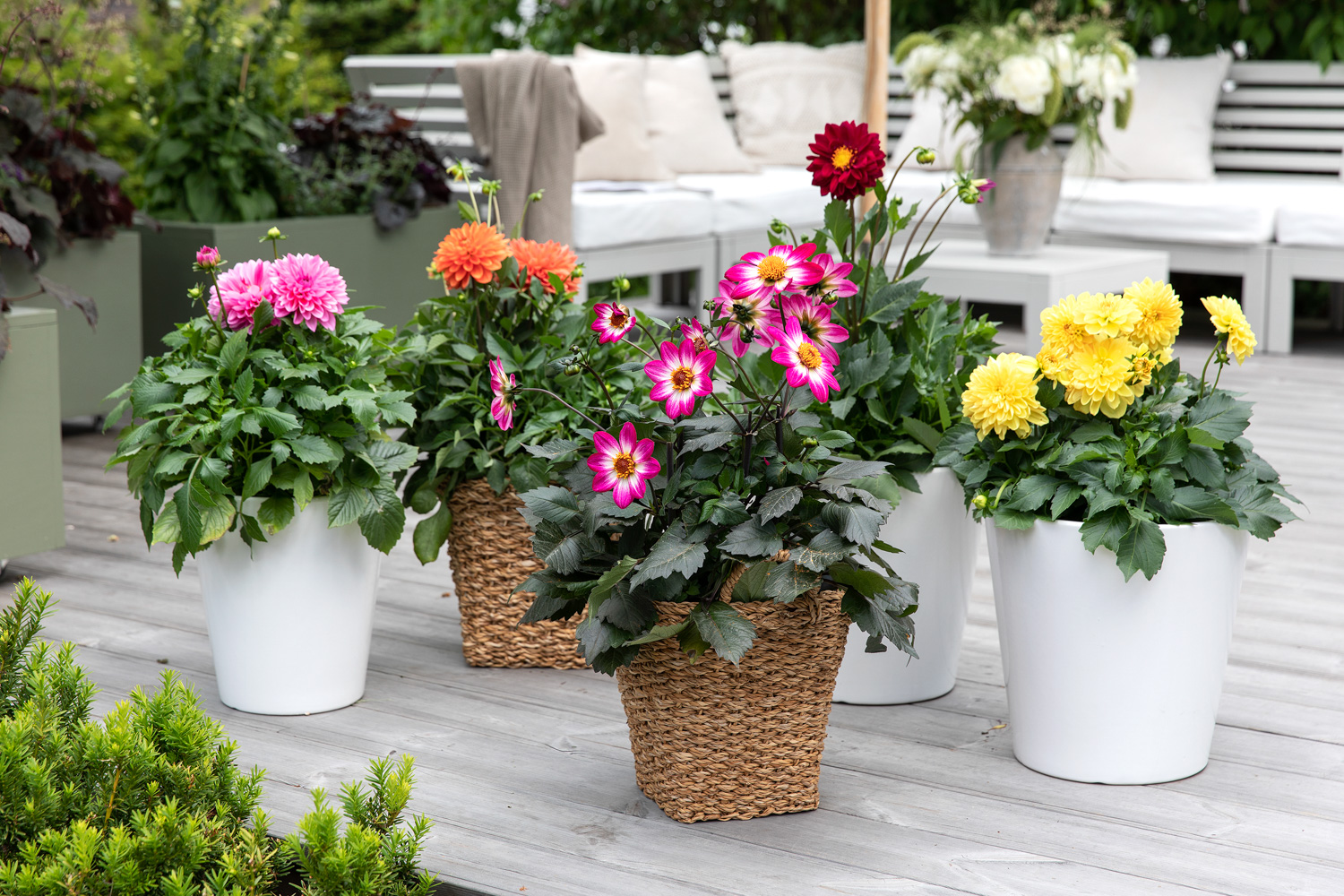 Georginer Dahlia