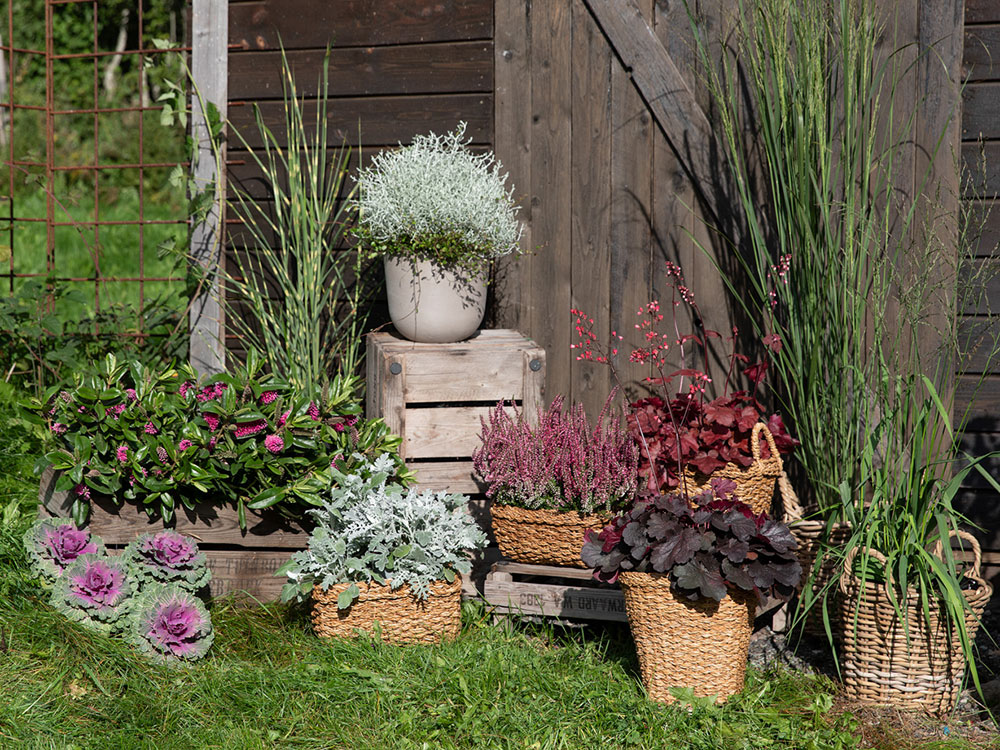 Høstblomster som holder seg fine hele høsten