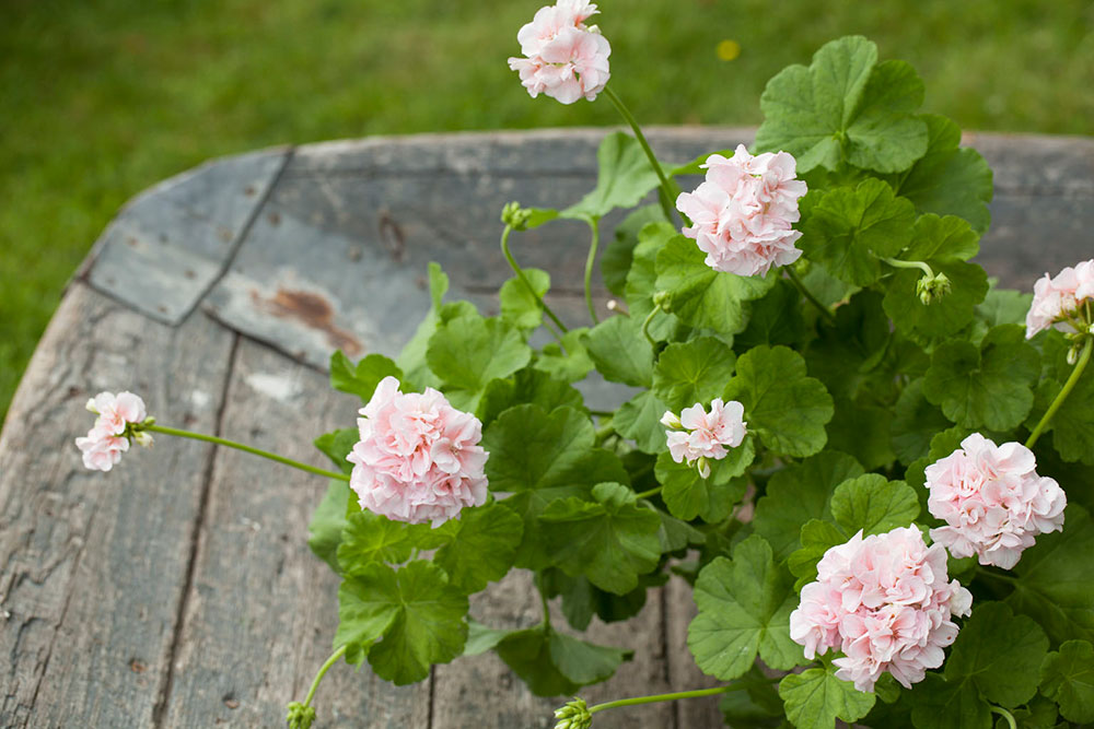 pelargonia Dronning Ingrid