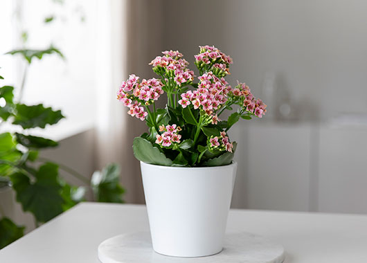 Ildtopp 'Else Flowers'