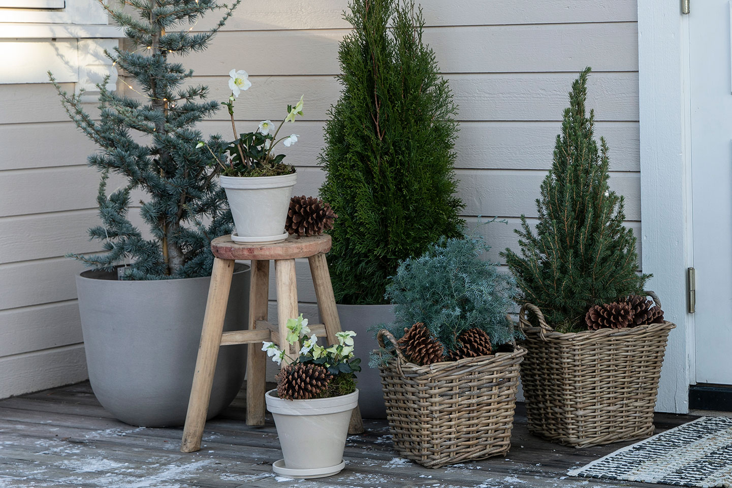 Vintergrønne planter