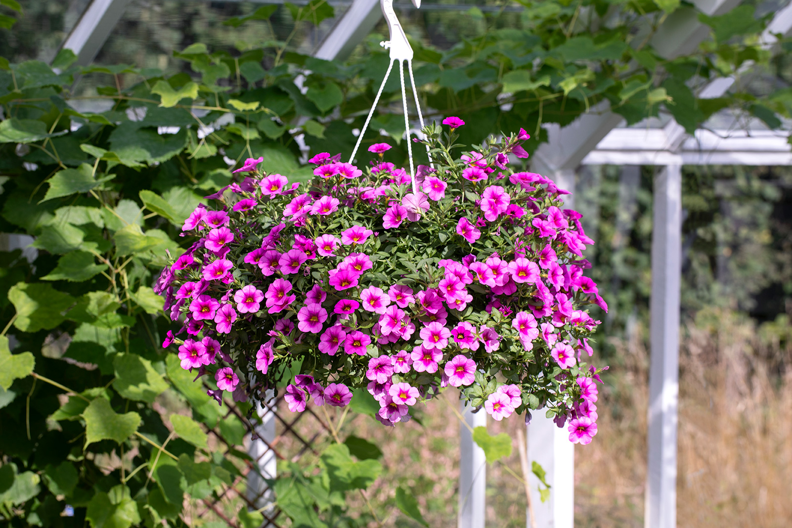 Ampel med sommerblomster