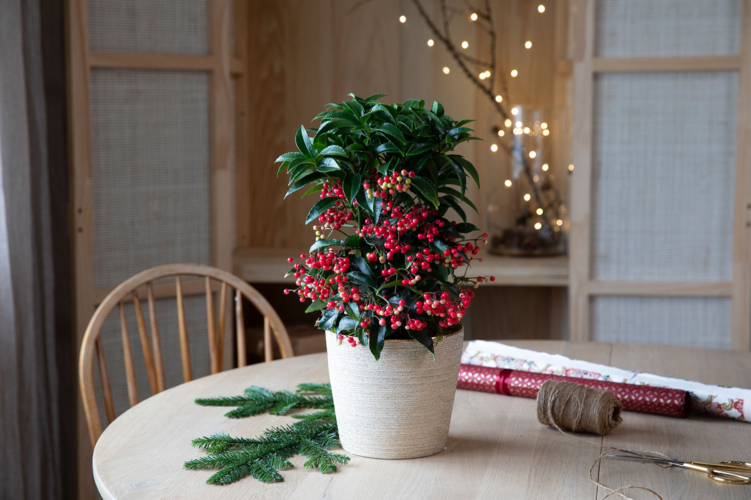 Ardisia