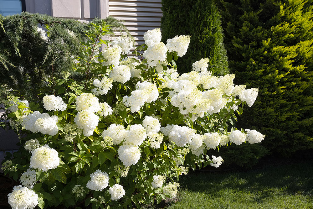 Syrinhortensia