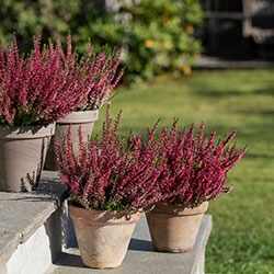 Calluna lyng
