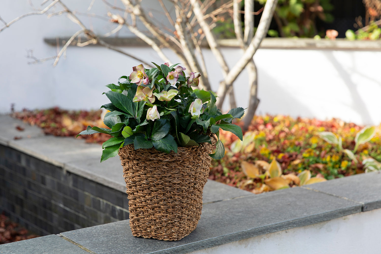 Helleborus i kurv ute