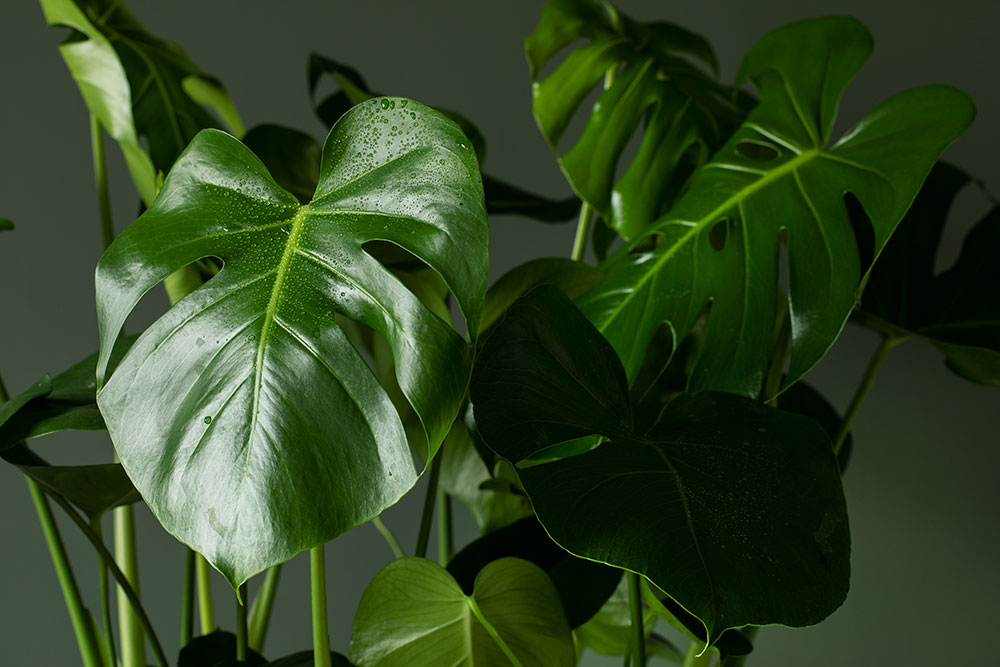 Monstera blader