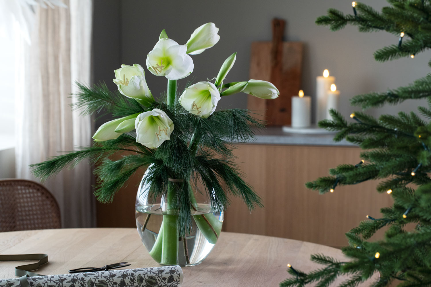 Vakre hvite amaryllis med silkefuru