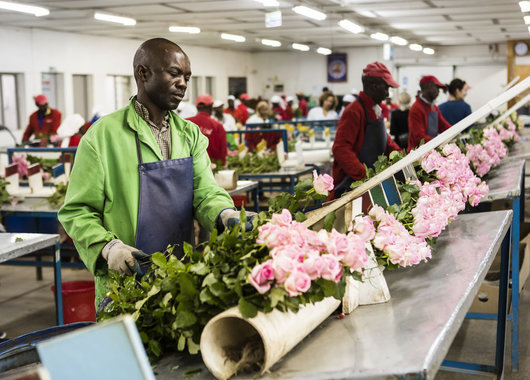 Fairtrade rosefarm