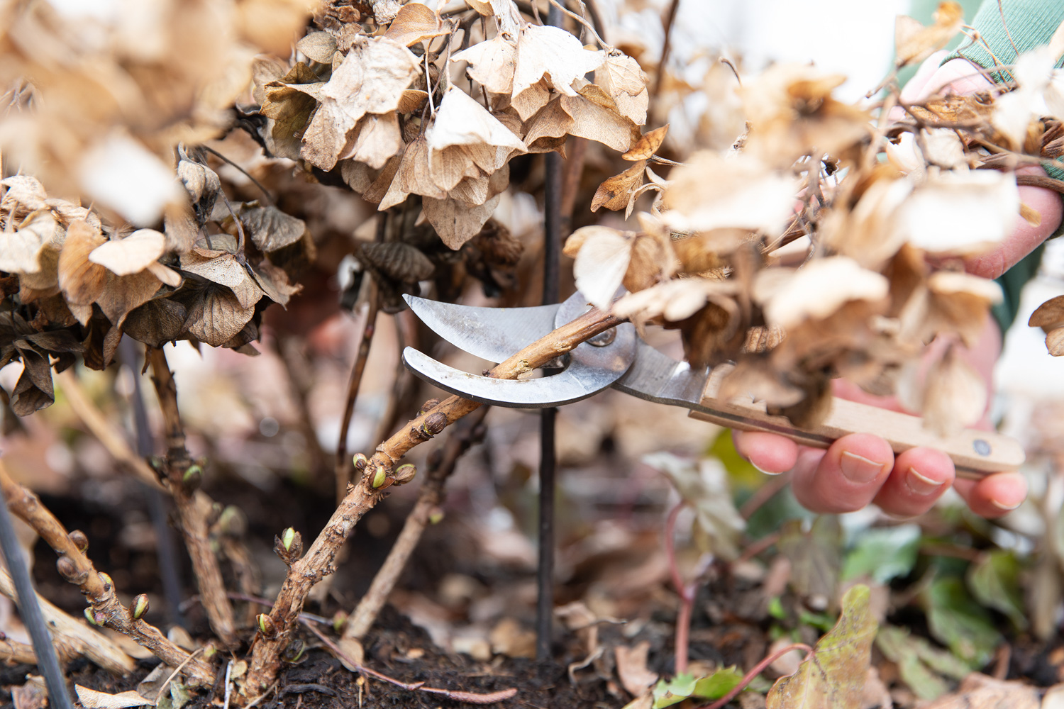 Beskj&aelig;re hagehortensia
