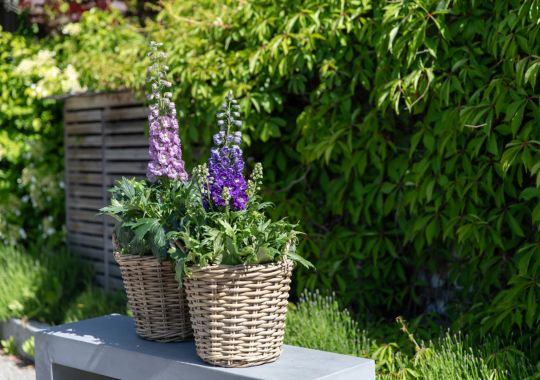 Delphinium