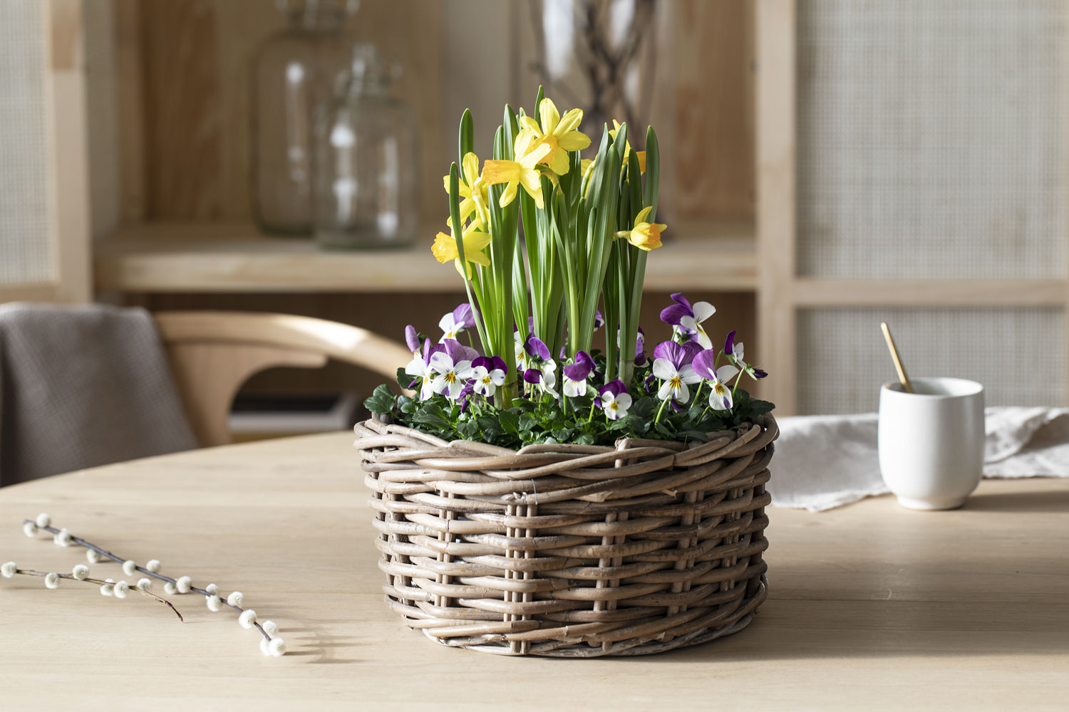 Viola med narciss/muscari