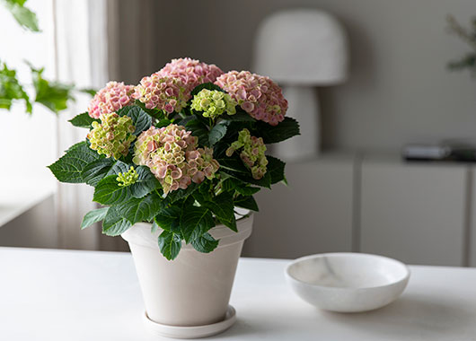 Hortensia 'Magical'