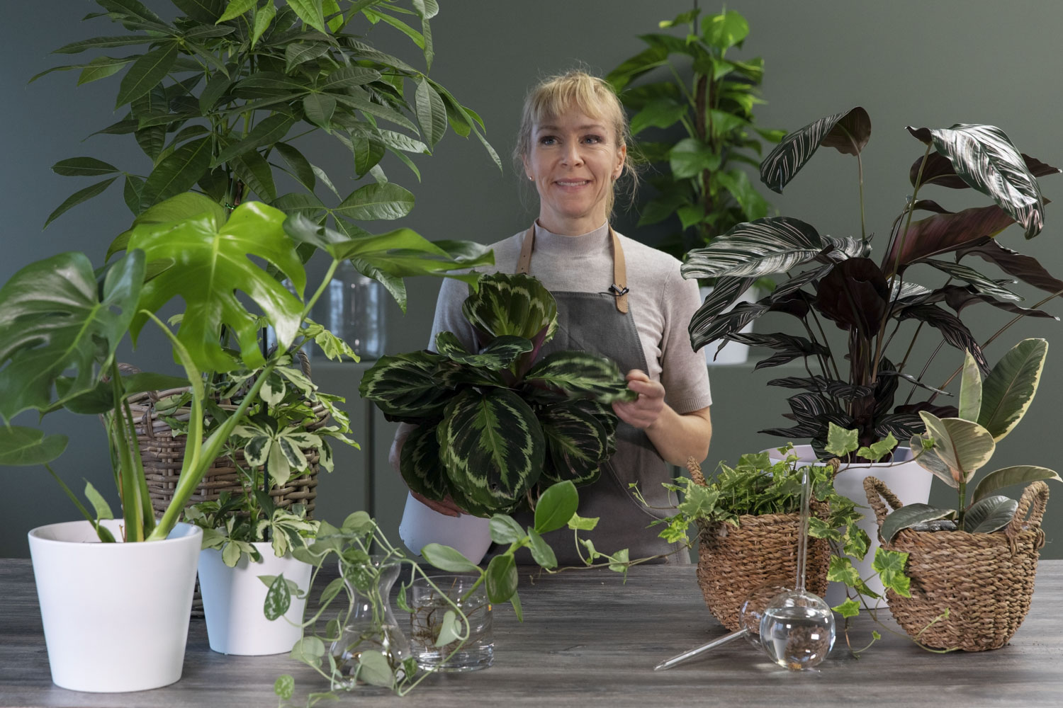 Stelletips calathea