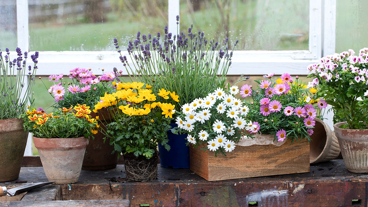 Velg bievennlige blomster