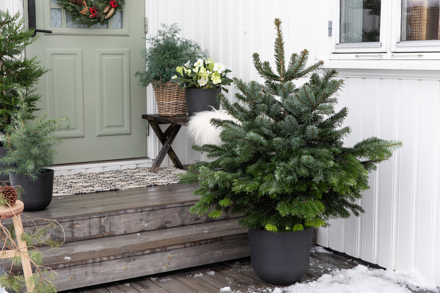 Vintergrønne planter