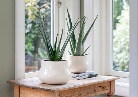 Aloe Vera