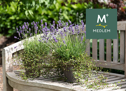 Lavendel m/muehlenbeckia