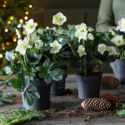 Stelletips julerose