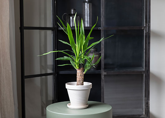 Yucca palme