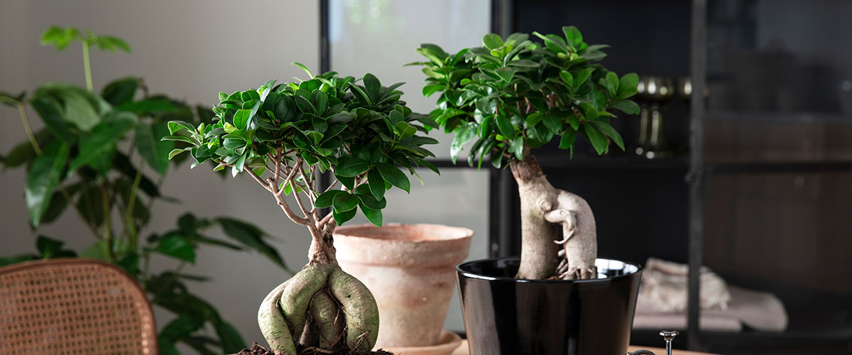 Slik steller du Ficus Ginseng