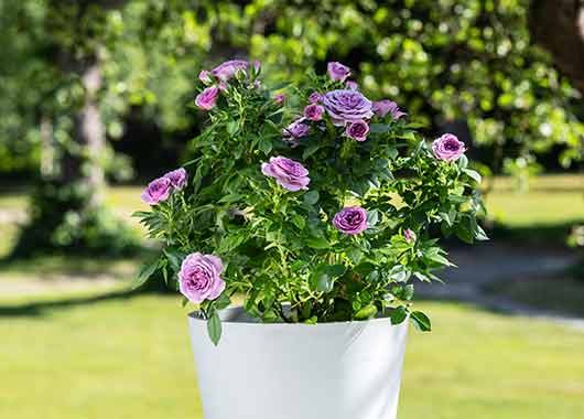 Klaseroser 'Lavender'
