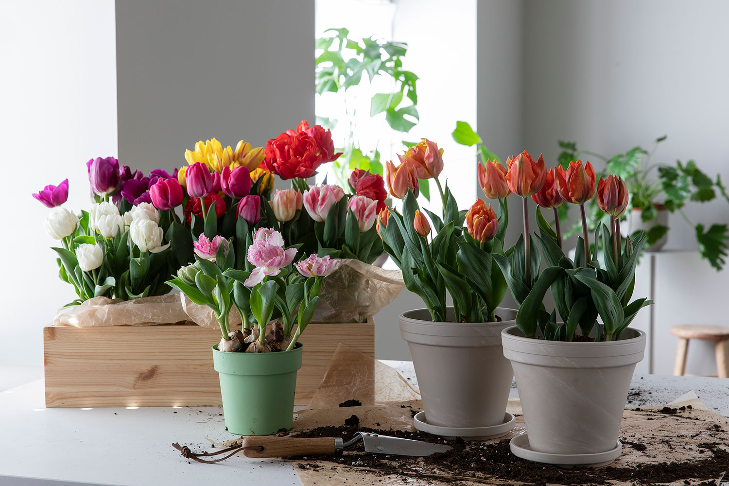 Tulipanl&oslash;k i potte