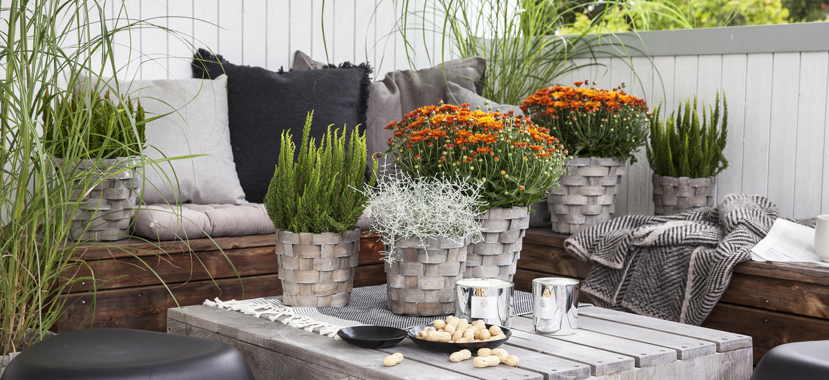 Plant Busker i Hagen: Din Komplett Guide () Plant Busker i Hagen: Din Komplett Guide