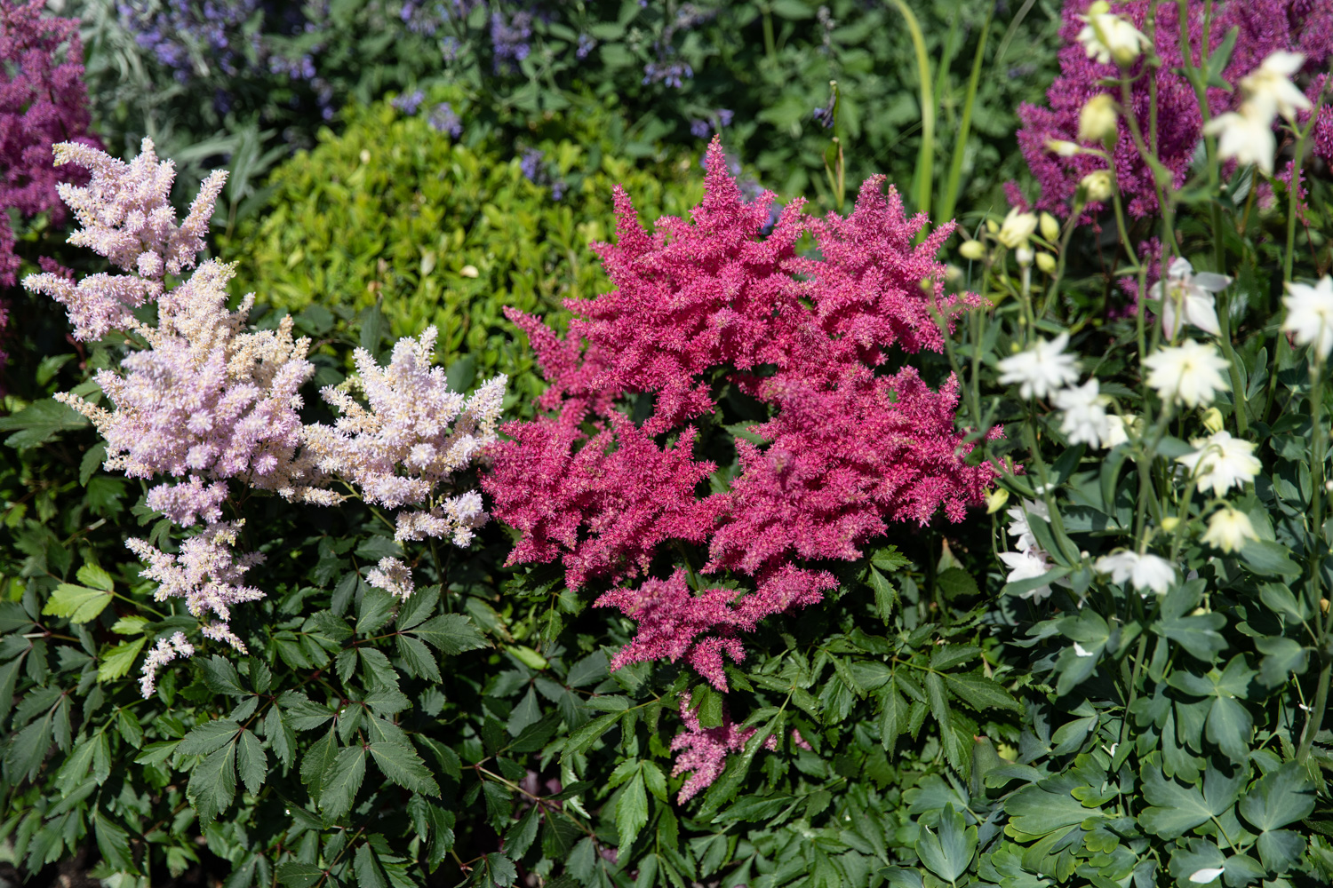 Astilbe