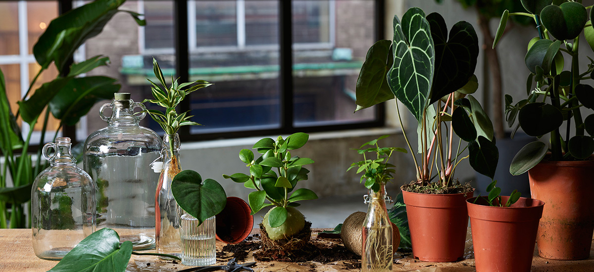 Fuktmåler Planter: Din Guide til Perfekt Vanning