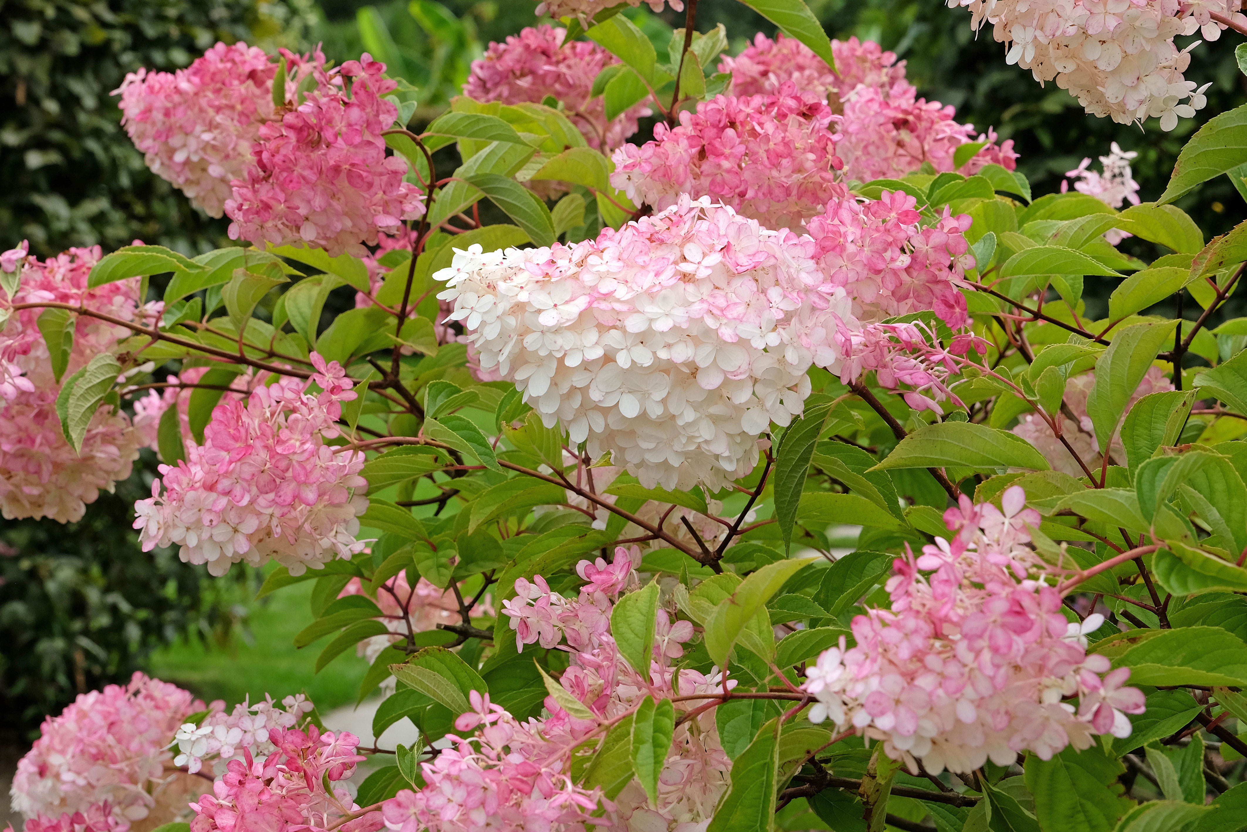 Grønne planter